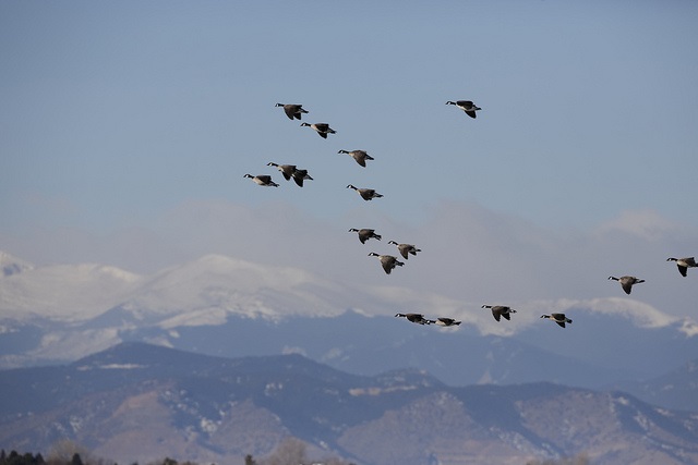 Geese against the Mountains