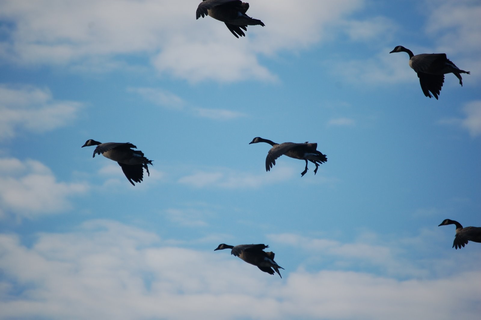 colorado goose hunting tips. Birds and Bucks outdoors