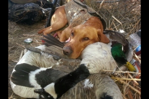 Guided Goose Hunting Colorado 