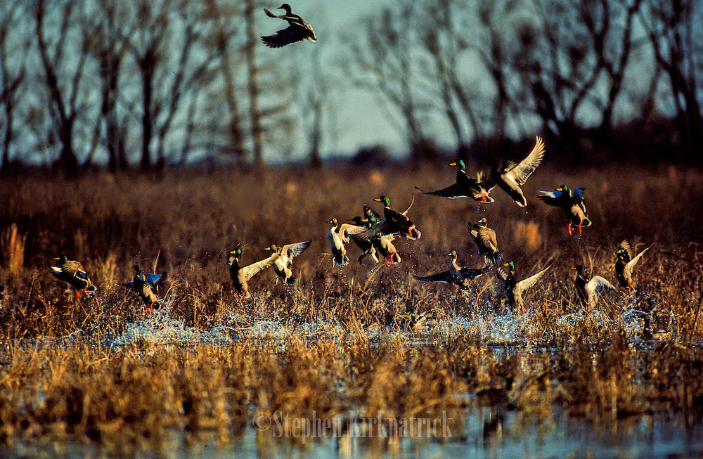 Colorado Duck Hunting pond