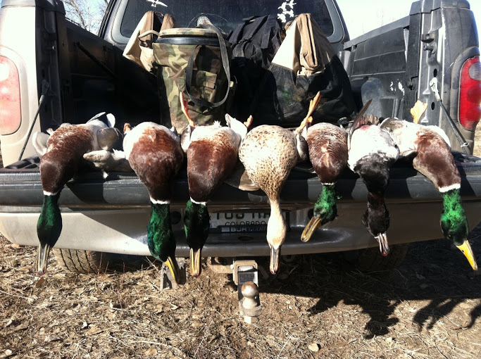 Ducks bowed up coming in called in by our colorado duck hunting guides