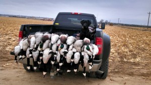 colorado goose hunting tips by Birds and Bucks outdoors
