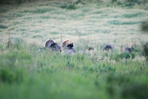 Do-it-Yourself Nebraska turkey hunts