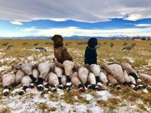 Colorado Goose Hunting Guides