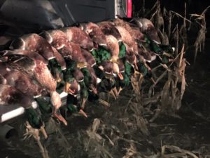 colorado duck hunting tips by Birds and Bucks outdoors