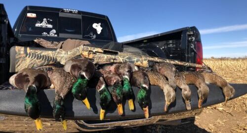 colorado ducking hunting birds and bucks
