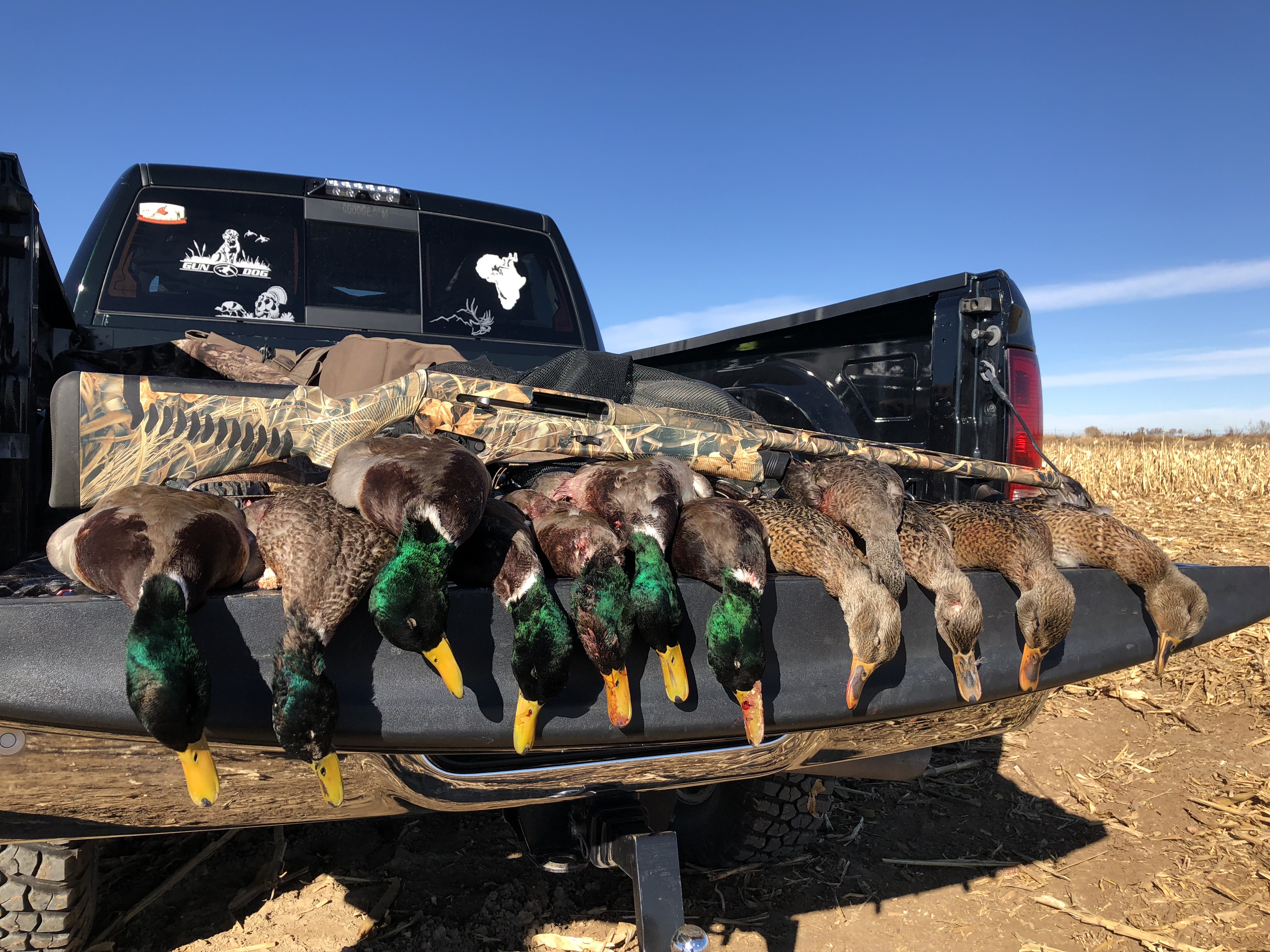 Ducks bowed up coming in called in by our colorado duck hunting guides