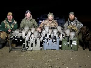 Great goose hunting in Colorado
