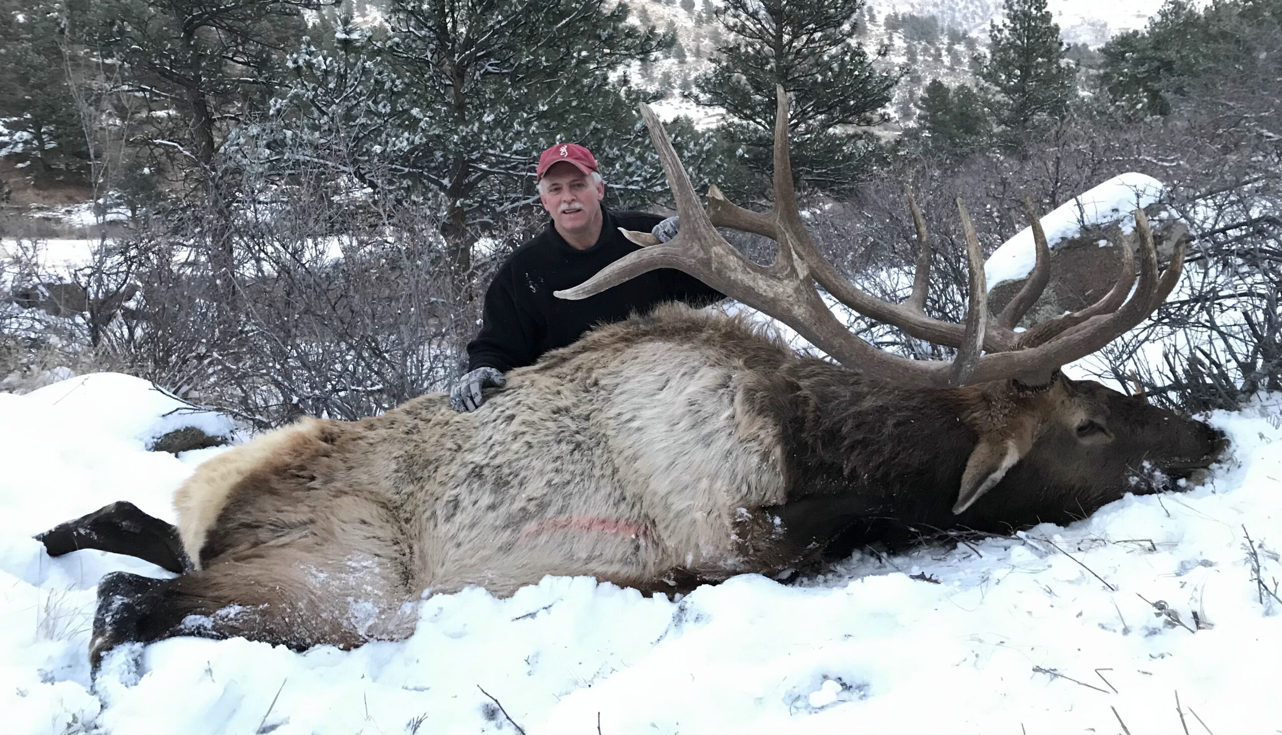 Snow Elk