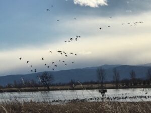 Colorado goose hunting on ice