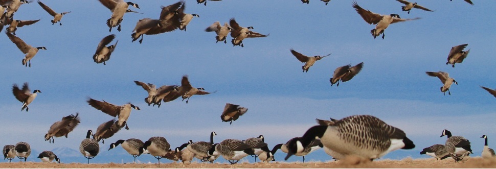 Goose Hunting with Guides