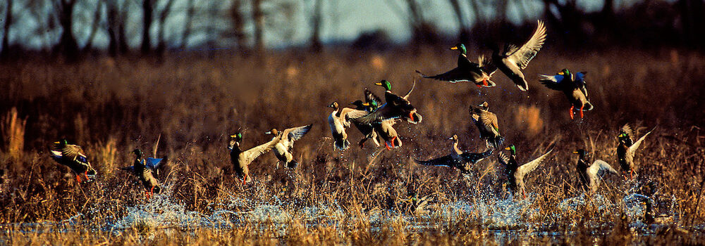 Colorado Duck Hunting with Guides