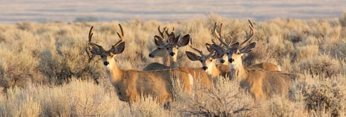 Mule Deer Herd