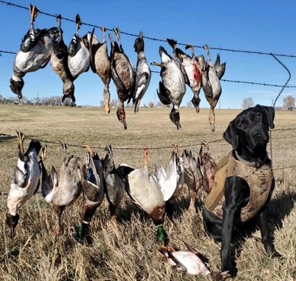 Lab Guided Duck Hunt in Colorado