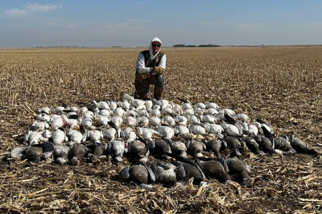 Nebraska pile snow goose hunting