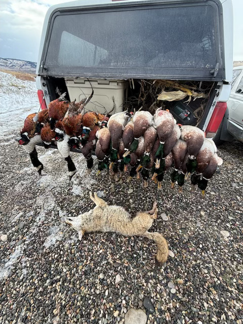 Snow goose hunting group